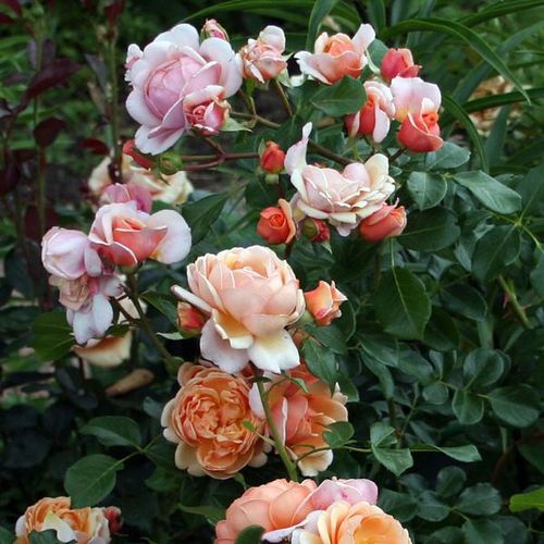 Nosztalgia rózsa - Rózsa - Jef l'Artiste - Online rózsa vásárlás
